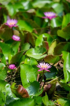 Violet lotus blooming in the pond ,Purple lotus flower