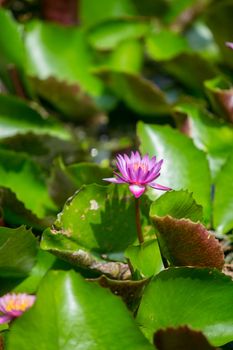 Violet lotus blooming in the pond ,Purple lotus flower