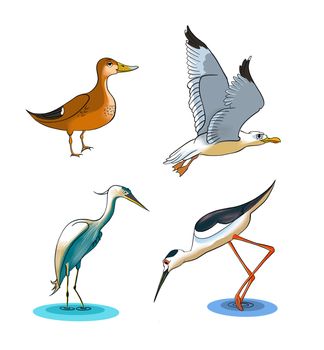 Cartoon drawing of some wetlands birds, including a mallard, seagull, black-winged stilt and little egret. Digital illustration with clipping path.