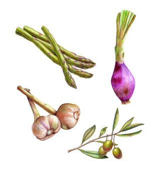 Olives on a branch, onion, garlic and some asparagus. Watercolor and colored pencils illustration.