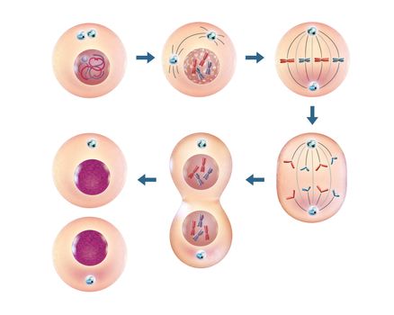 Various steps of cellular division. 3D illustration.