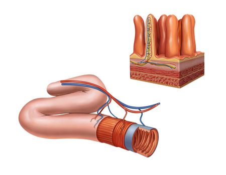 Small intestine anatomy. Digital illustration.