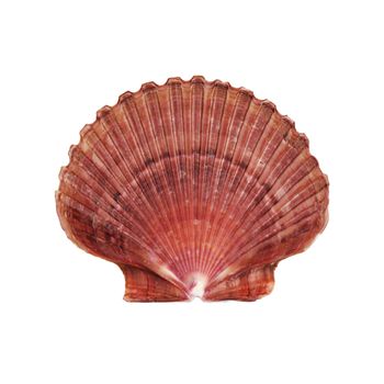 An Atlantic Deep Sea Scallop shell on white with clipping path