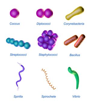 Bacteria classification based on shape. 3D illustration.