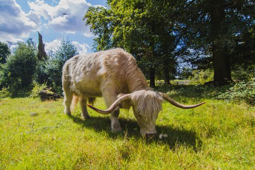 A white bull in the English countryside