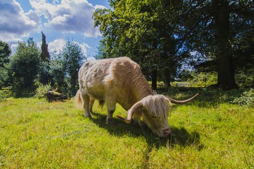 A white bull in the English countryside