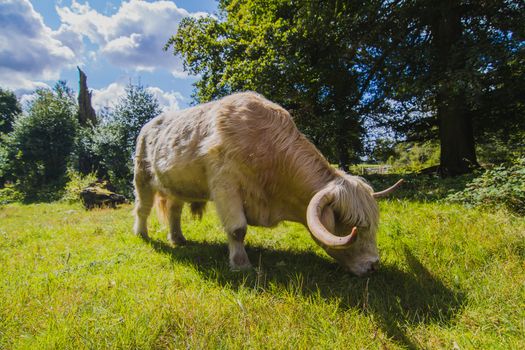 A white bull in the English countryside