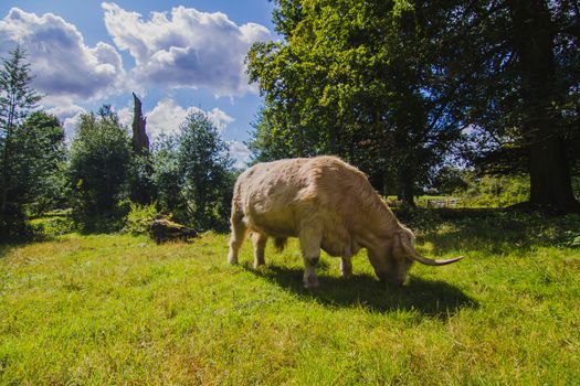 A white bull in the English countryside