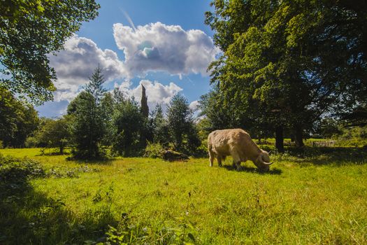 A white bull in the English countryside