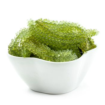 Oval sea grapes seaweed, Close up Green Caviar isolated on white background.