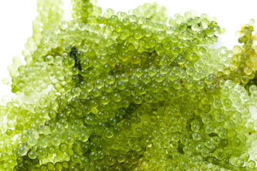 Oval sea grapes seaweed, Close up Green Caviar isolated on white background.