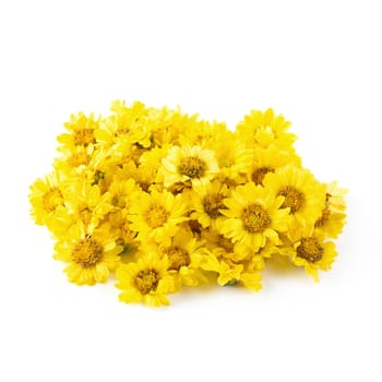 Yellow Chrysanthemum flowers isolated on white background.