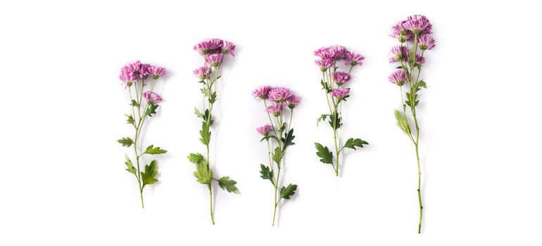 Violet chrysanthemum flowers bouquet isolated on white background