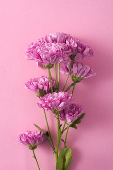 Purple chrysanthemum and petals on pink background