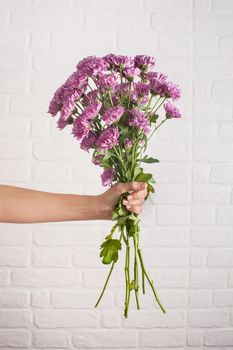 Violet bouquet of chrysanthemum flowers in female hand