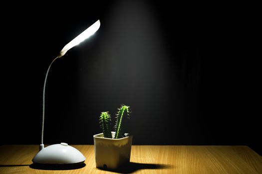 Photograph a small green tree in a white pot with a lamp and black floor.