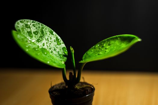 A close-up shot of light green leaves and a black background.