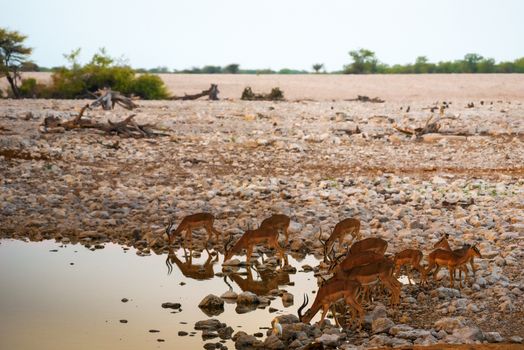 Herd of antelopes drinking water at the Okaukuejo waterhole in Etosha National Park, Namibia