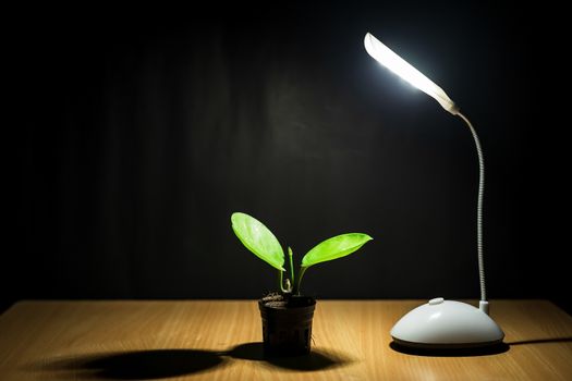 Photograph a small green tree in a white pot with a lamp and black floor.