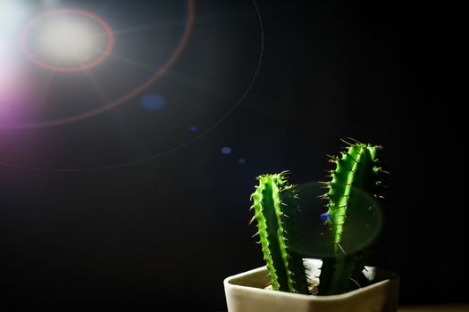 A close-up shot of a small green cactus shining and a black background.