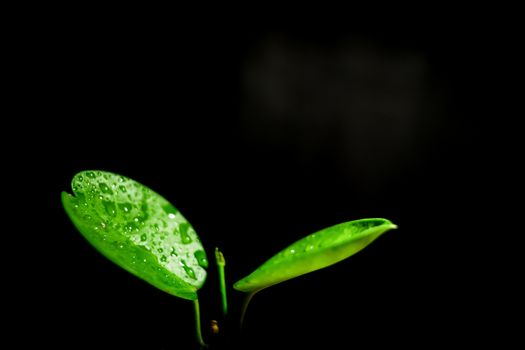 A close-up shot of light green leaves and a black background.