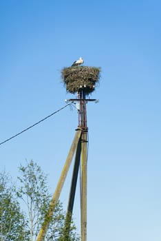stork family nesting on the concrete pillar - separated on blue sky at background. stork nest on concrete electric pole