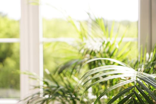 Large window with sunny light and green palm plant - summer background