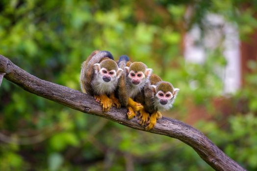 Three common squirrel monkeys sitting on a tree branch very close to each other