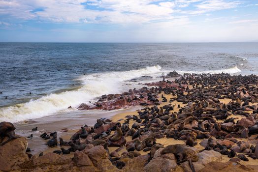 Seal fur colony at Cape Cross Seal Reserve, Namibia. Cape Cross is a small headland in the South Atlantic in Skeleton Coast of western Namibia.