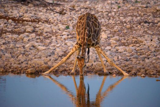Giraffe drinks water at sunrise from a waterhole in Etosha National Park, Namibia