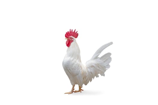 Bantum chicken isolated on white background, with clipping path