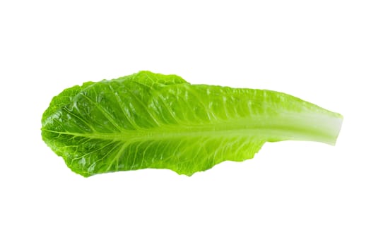 Cos Lettuce Isolated on a White Background.