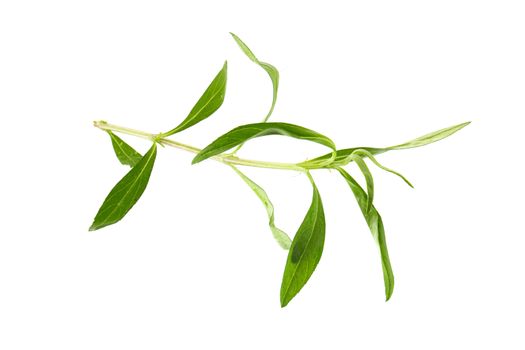 Fresh tarragon herbs, Tarragon herbs close up isolated on white background.