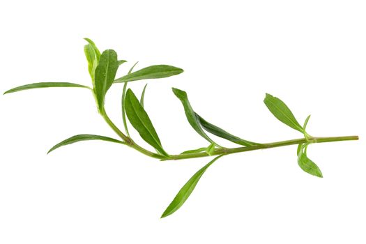 Fresh tarragon herbs, Tarragon herbs close up isolated on white background.