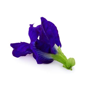 Close up of Butterfly pea flower isolated over white background.