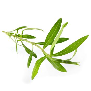 Fresh tarragon herbs, Tarragon herbs close up isolated on white background.