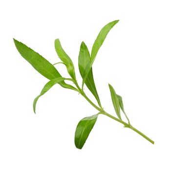 Fresh tarragon herbs, Tarragon herbs close up isolated on white background.