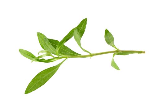 Fresh tarragon herbs, Tarragon herbs close up isolated on white background.