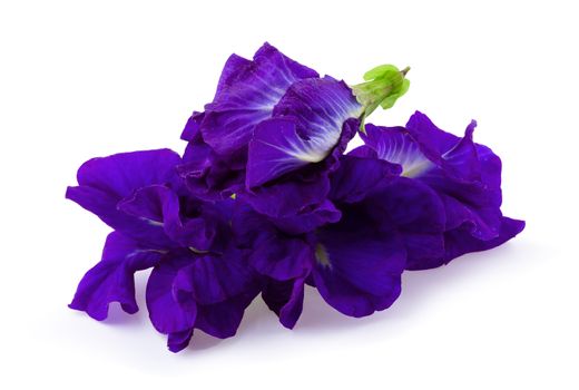 Close up of Butterfly pea flower isolated over white background.