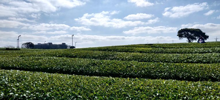 A landscape view from inside the tea garden against clear blue sky in Jeju Island, South Korea