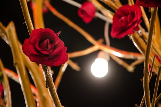 Roses and stalks illuminated in a wedding decoration