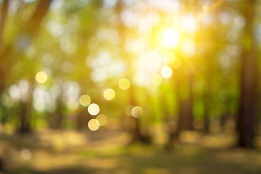 Blur nature bokeh green park by beach and tropical coconut trees in sunset time.