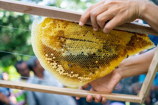 Closed up of bee colony full of honey high nutrient and vitamin transfer to beekepping handmade box.