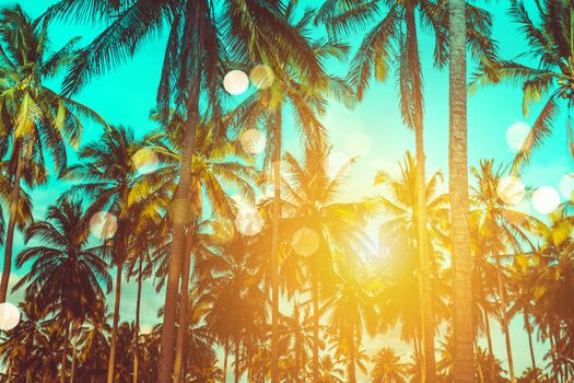 Tropical palm coconut trees on sunset sky flare and bokeh nature background.