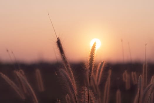 Mountain and grass flowers scenery view landscape with sky beautiful sunset and sunrise background.