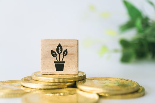 Plant in pot grow up icon sign on wooden cube with objects such as gold coin, calculator and mini home model behide white clean background. Growth Business financial investing money concept.
