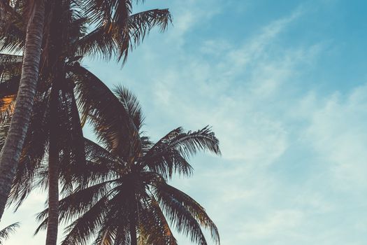 Tropical palm coconut trees on sunset sky flare and bokeh nature background.