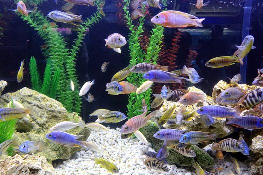 An aquarium with a variety of colorful tropical fish