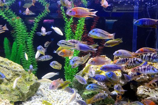 An aquarium with a variety of colorful tropical fish