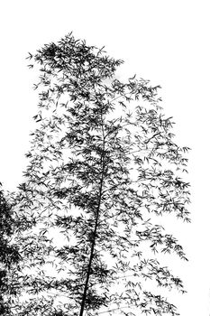 Silhouette of a bamboo tree resembling a Cinese ink painting
